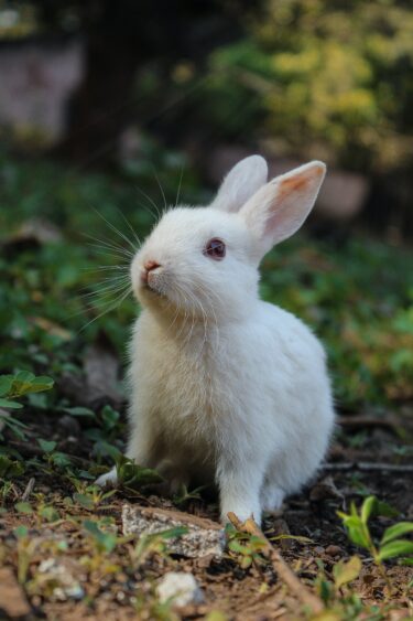 ウサギのおうちを快適に＾＾おススメ春の愛うさぎグッズ５選
